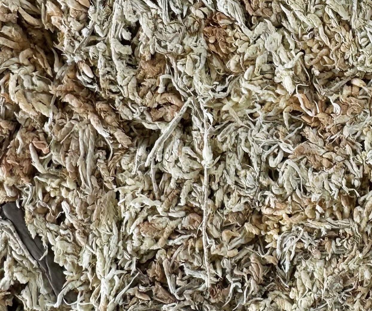 Besgrow NZ Sphagnum Moss 6" Strand Premium 150 Gram - Image 3