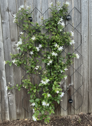 Lattice Wall Trellis